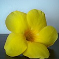 Yellow flower from Salinas