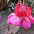 Pink blossom