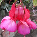Pink flower