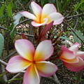 Plumerias